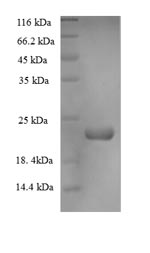 Rat Dac g 4 protein