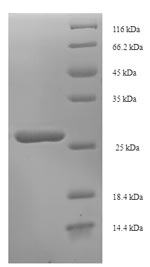 Rat Dac g 3 protein