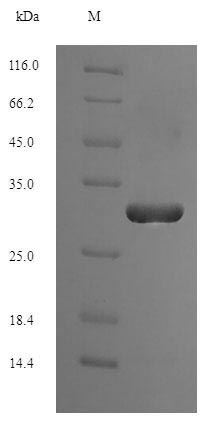 E. coli trxC protein