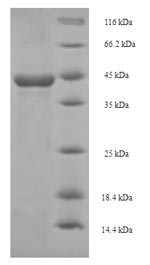Animal p40 protein
