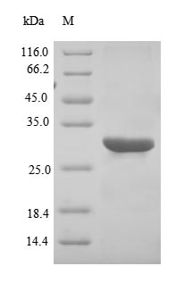 Human BFRF3 protein
