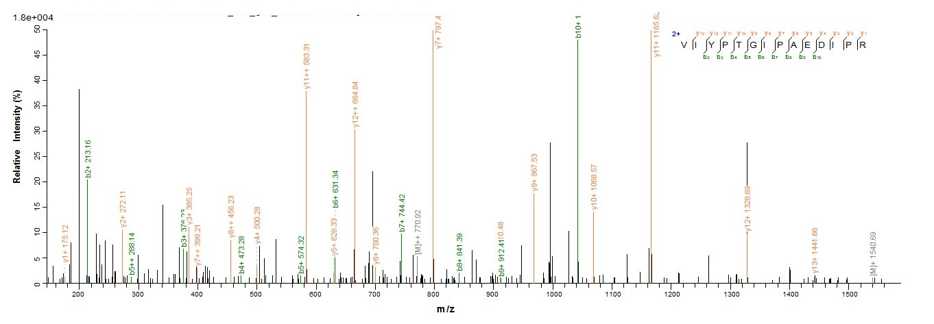 Animal OP-3 protein