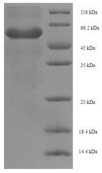 Fungi AAP1 protein