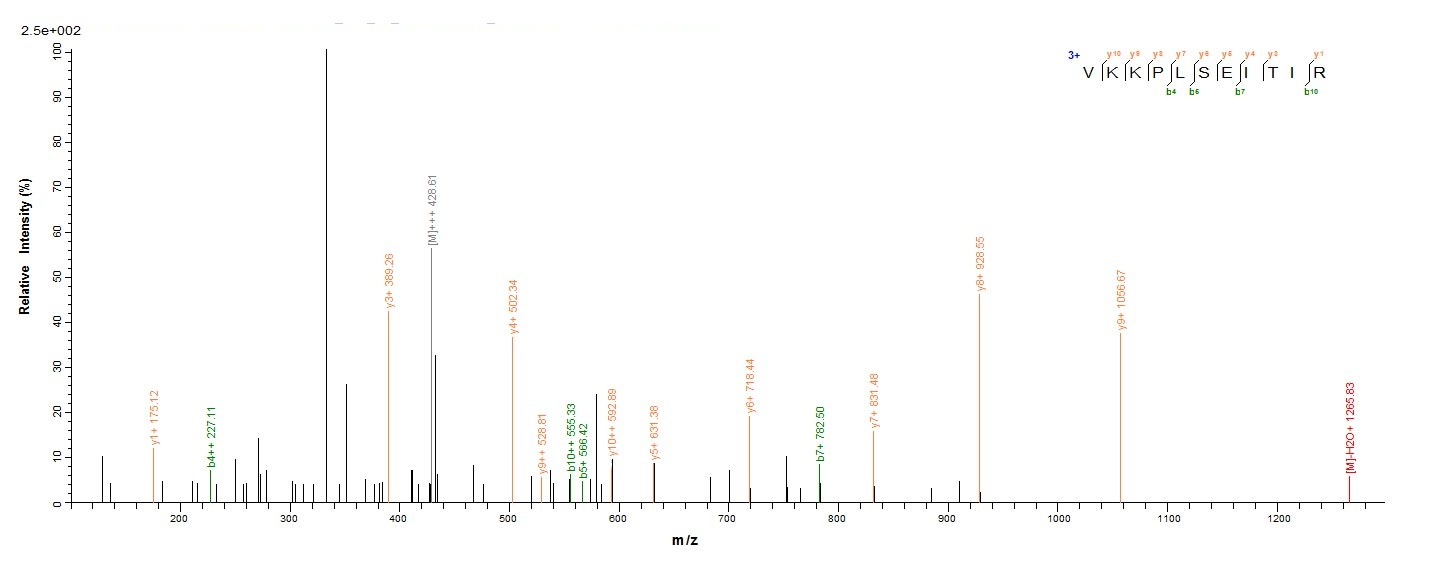 Human E6 protein