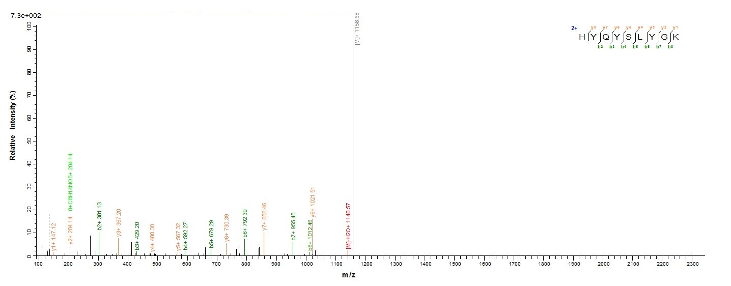 Human E6 protein