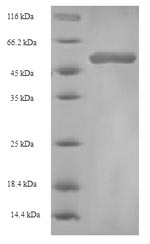 Birds pKIWI502 protein