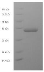 E. coli uspF protein