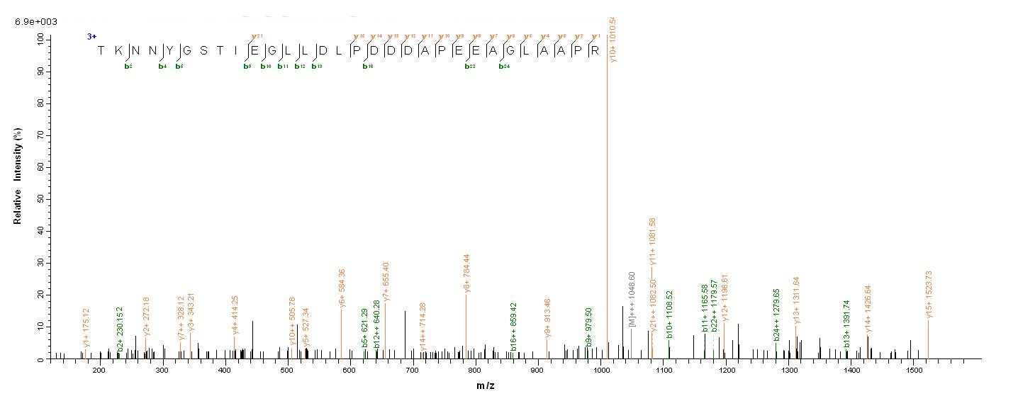 Human UL48 protein