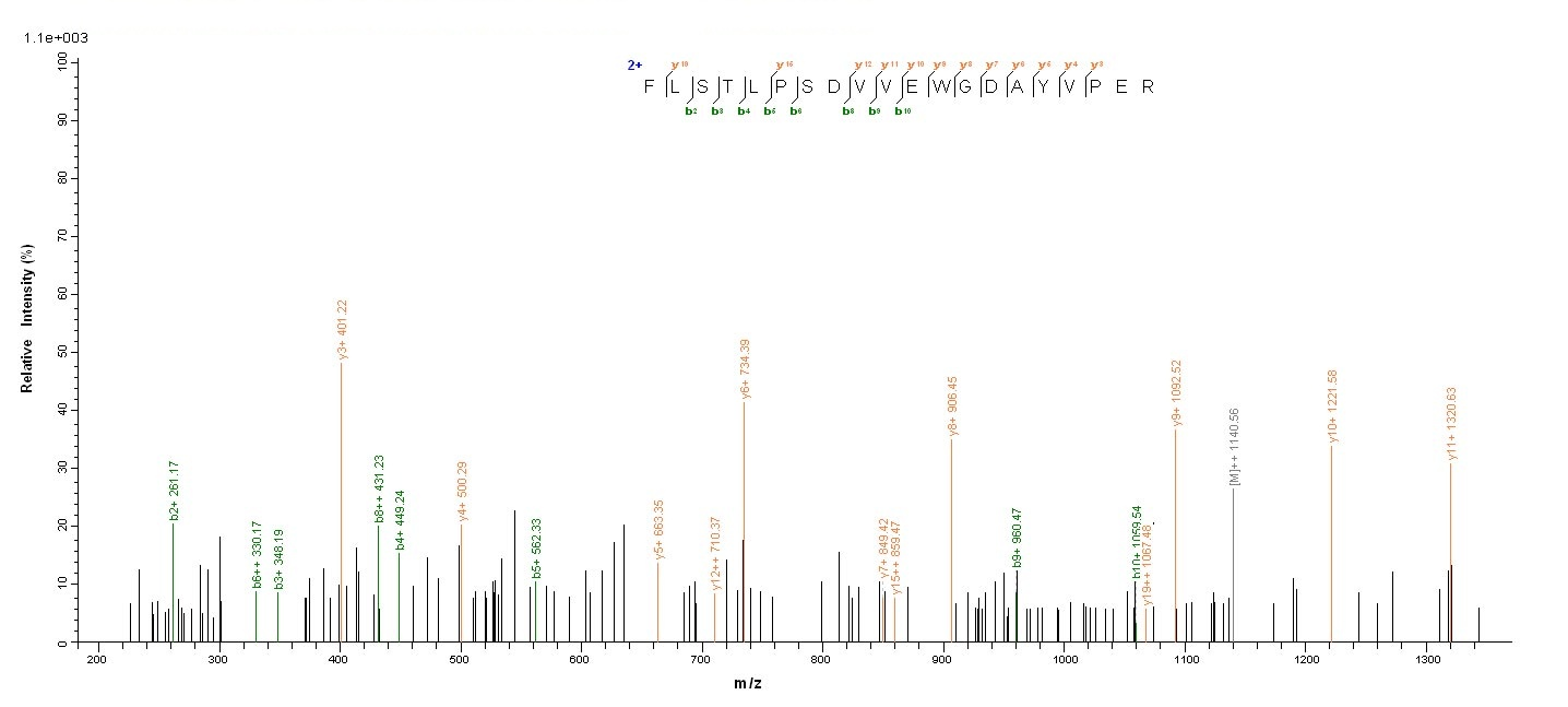 Human UL48 protein