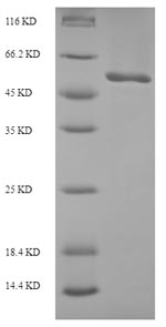 E. coli recF protein