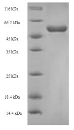 E. coli fabF protein
