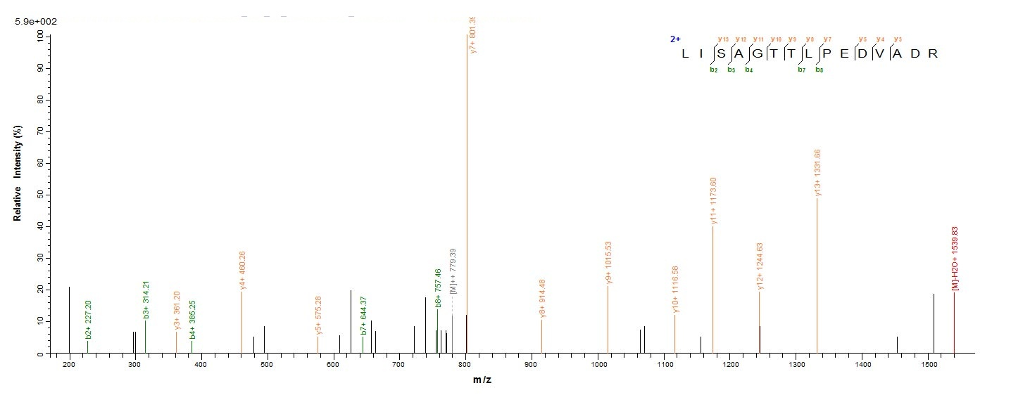 E. coli ruvB protein