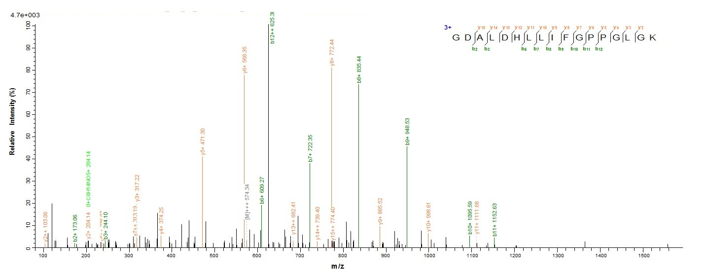 E. coli ruvB protein