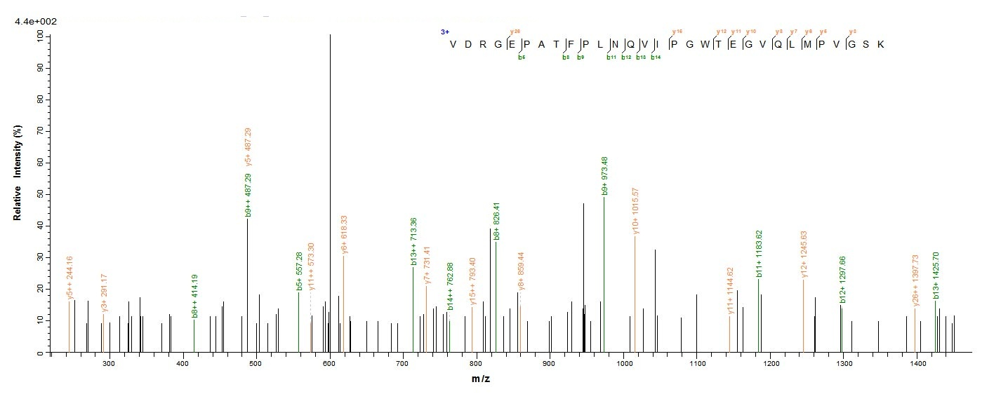 Bacterial fkpA protein
