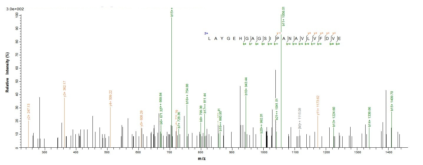 Bacterial fkpA protein