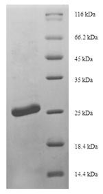 Mouse Scrg1 protein