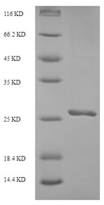 Fungi SMT3 protein