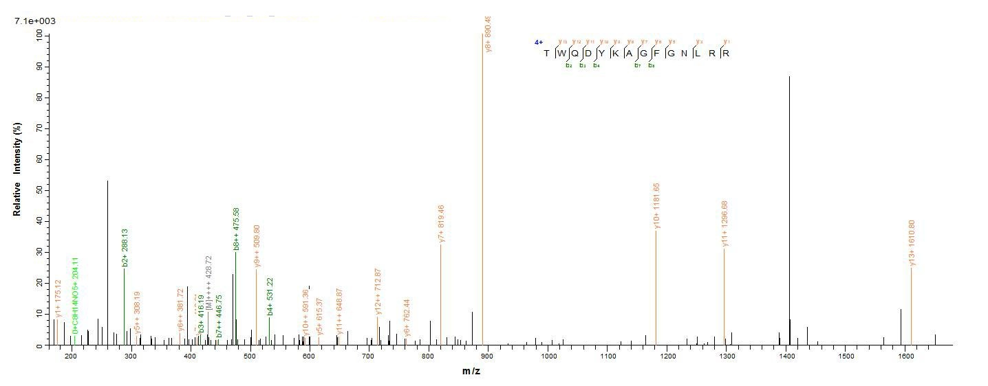 Human FGL2 protein