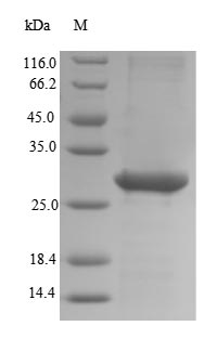 Human ESRG protein