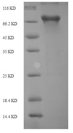 Rat Plbd2 protein