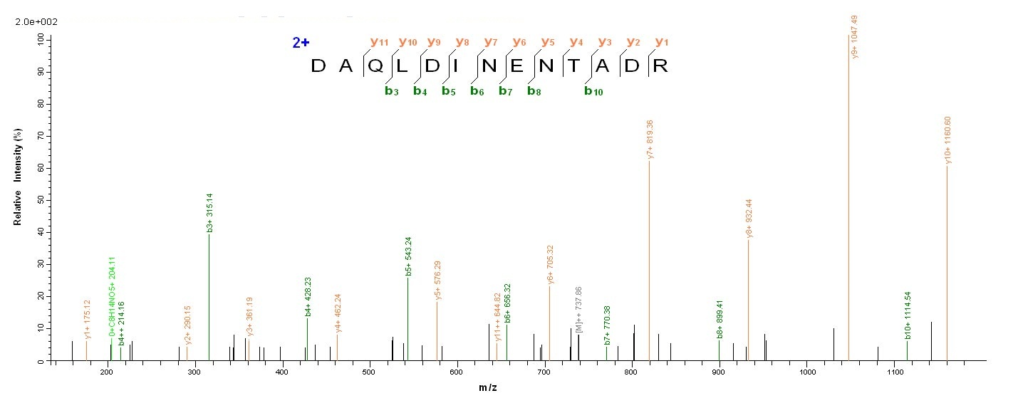 Bacterial fabF protein