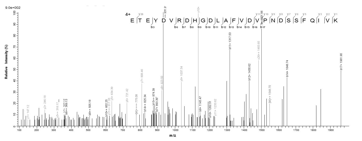 Mouse Arg1 protein