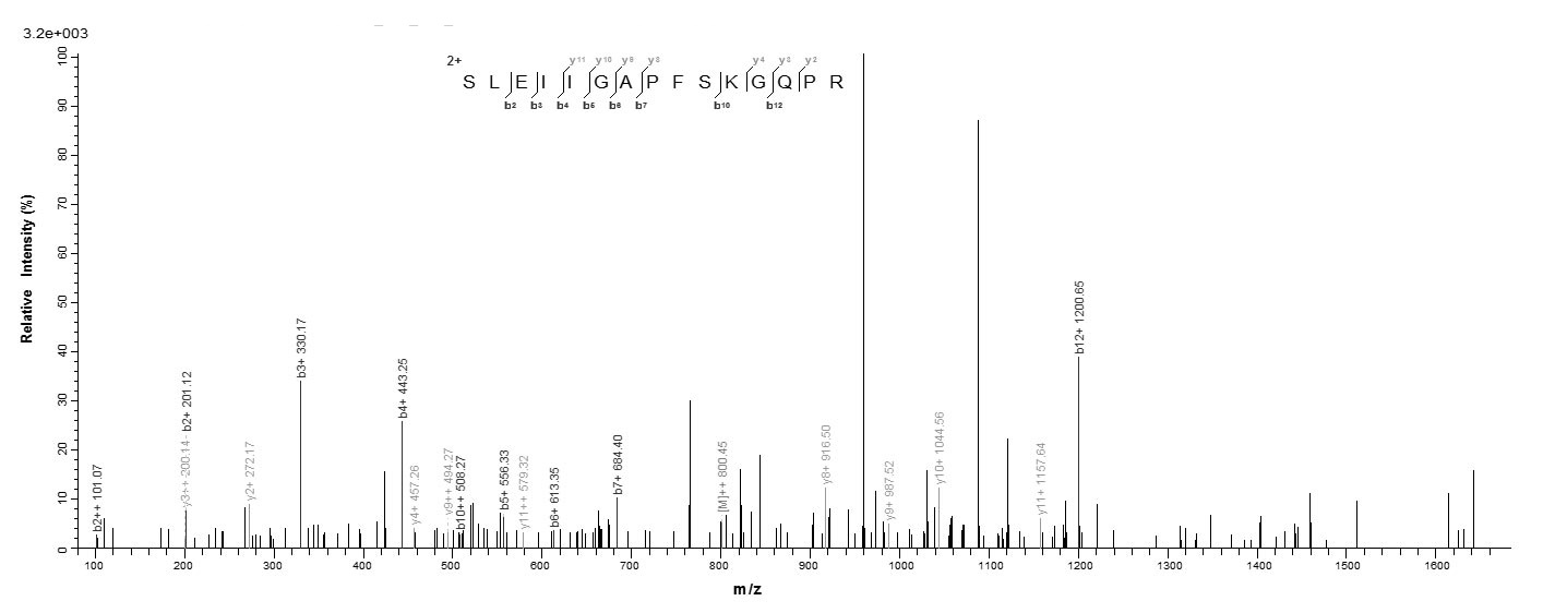 Mouse Arg1 protein