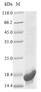 Rat ATG8 protein