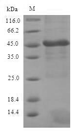 Viral VP30 protein
