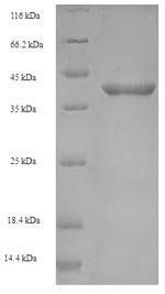 Bacterial inlA protein