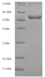 Mouse Abhd11 protein