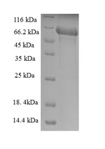 Mouse Tmprss4 protein