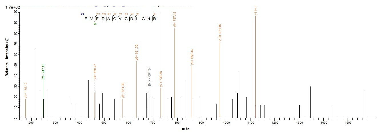 Human L2HGDH protein