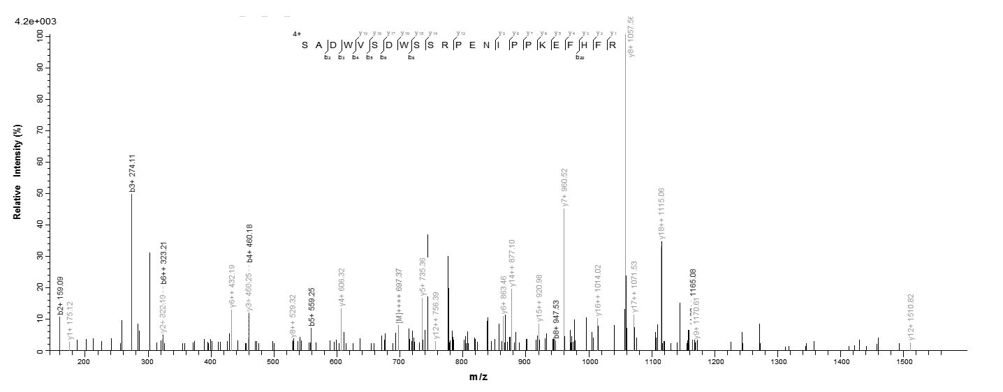 Human BNIP3L protein