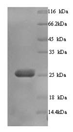 Human BTN3A3 protein