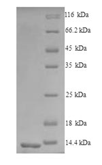 Mouse Ccr5 protein