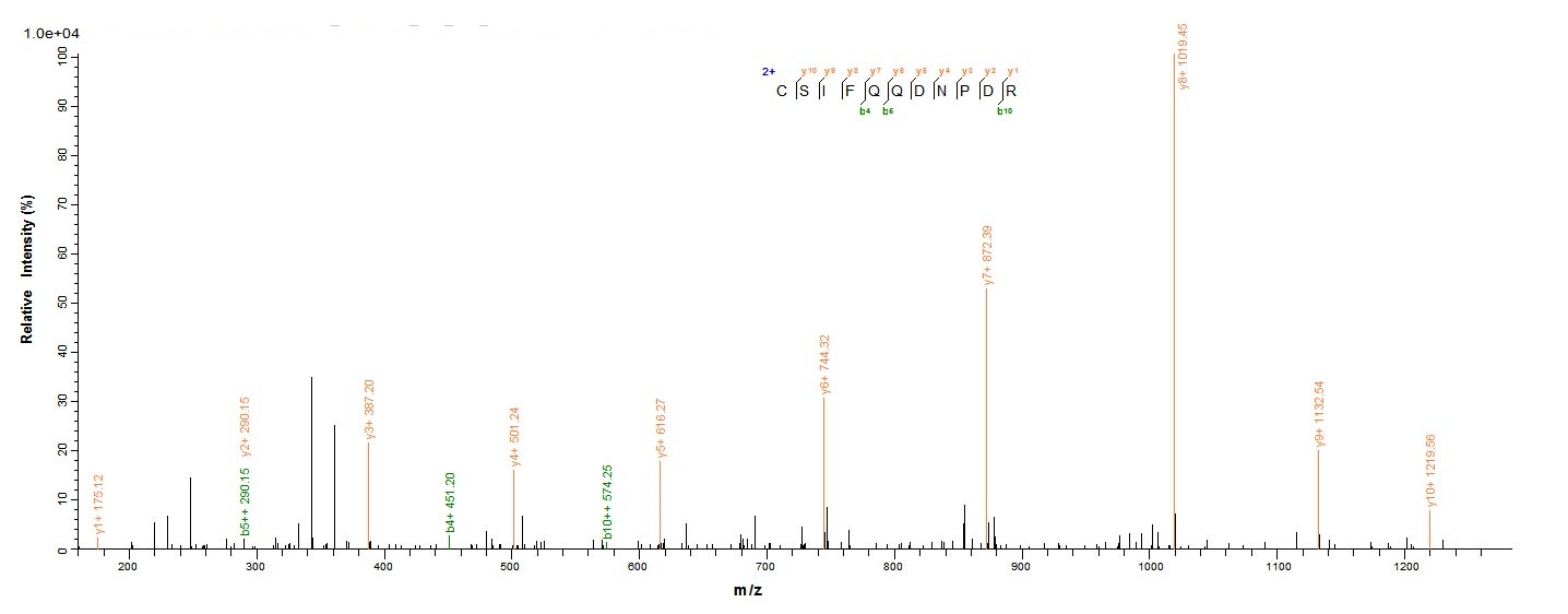 Mouse Ccr5 protein