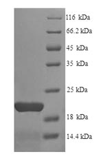 Animal EPO protein