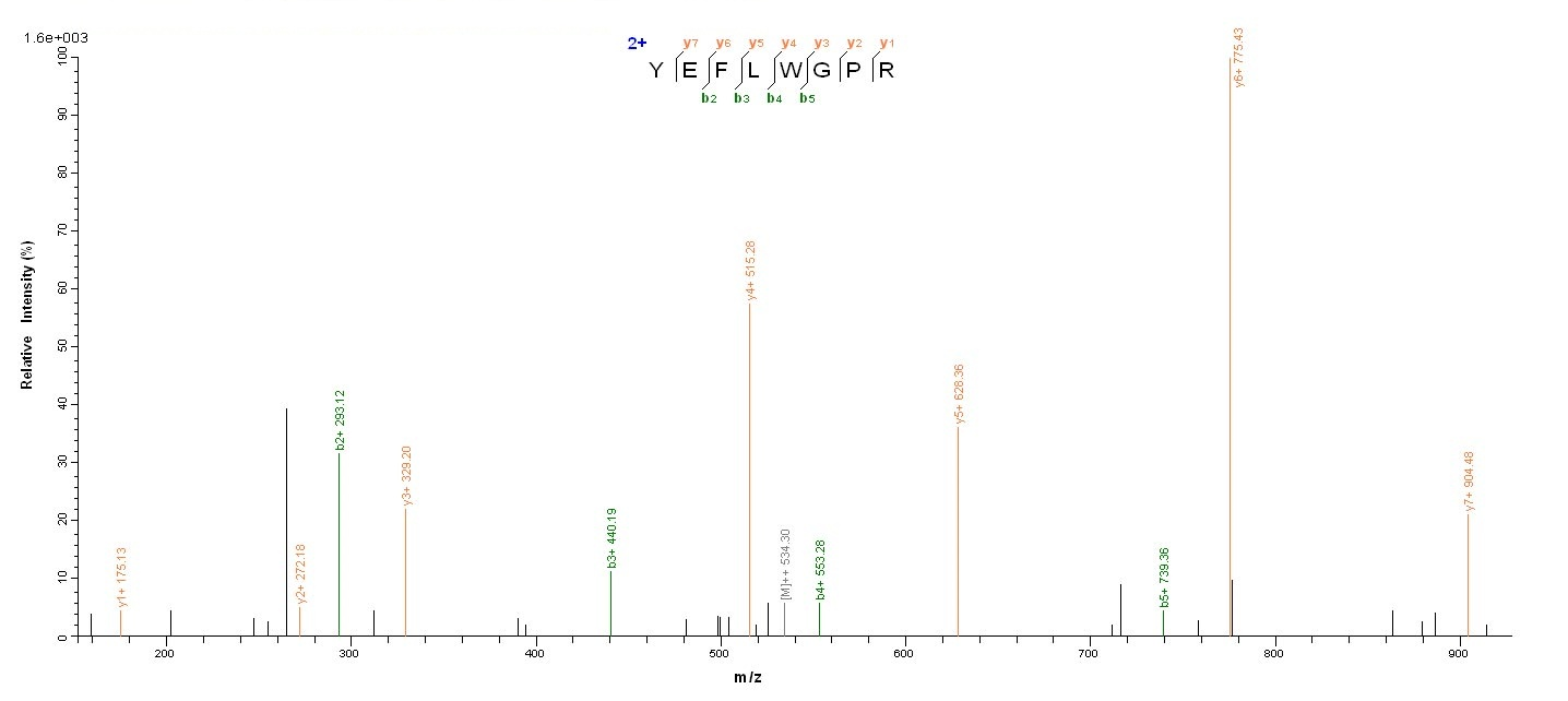 Human MAGEA1 protein