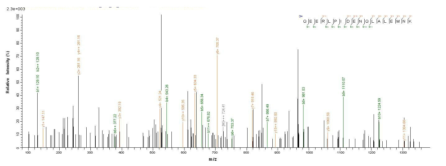 Human MME protein
