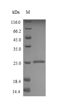 Human MUC2 protein