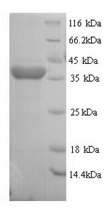 Rat Rgn protein