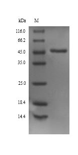 Rat alpha 1 Antitrypsin protein
