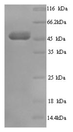 Human TCN1 protein