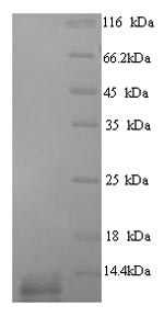 Rat Dac g 4 protein