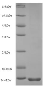 Rat Dac g 3 protein
