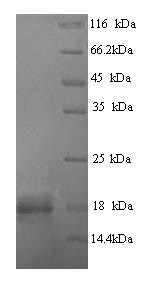 Viral GP protein