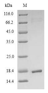 E. coli trxC protein