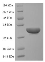Plant Ribosome-inactivating protein momordin I protein