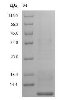 Fungi AGA2 protein